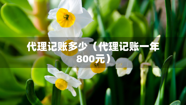 代理記賬多少（代理記賬一年800元）